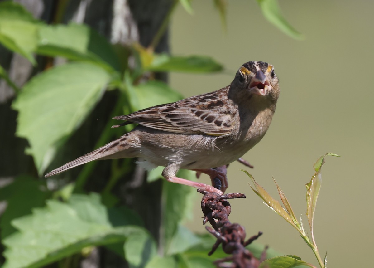 Grasshopper Sparrow - ML618732834