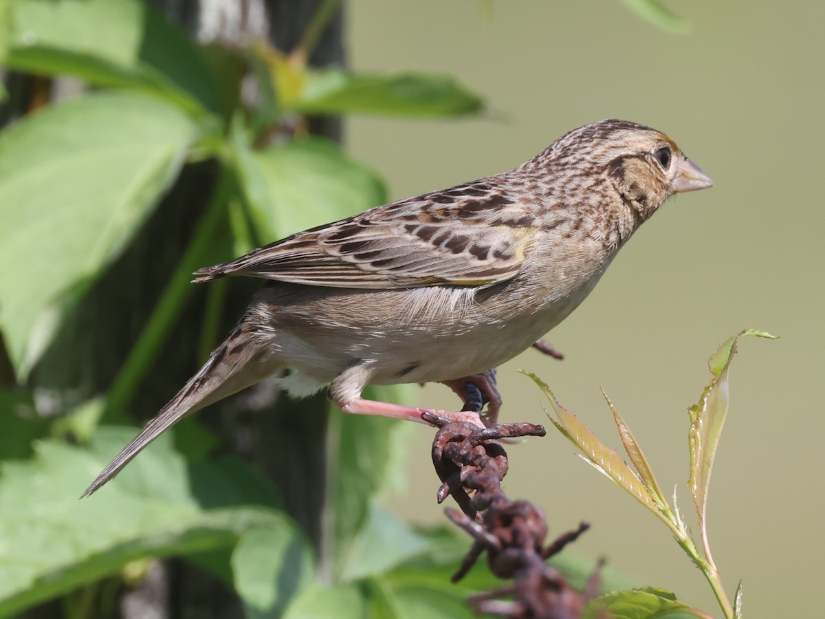 Grasshopper Sparrow - ML618732835