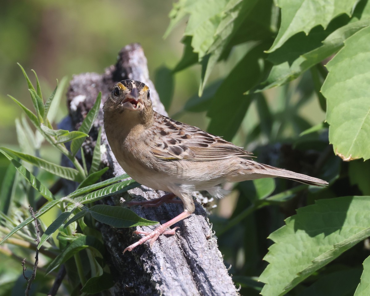 Grasshopper Sparrow - ML618732839