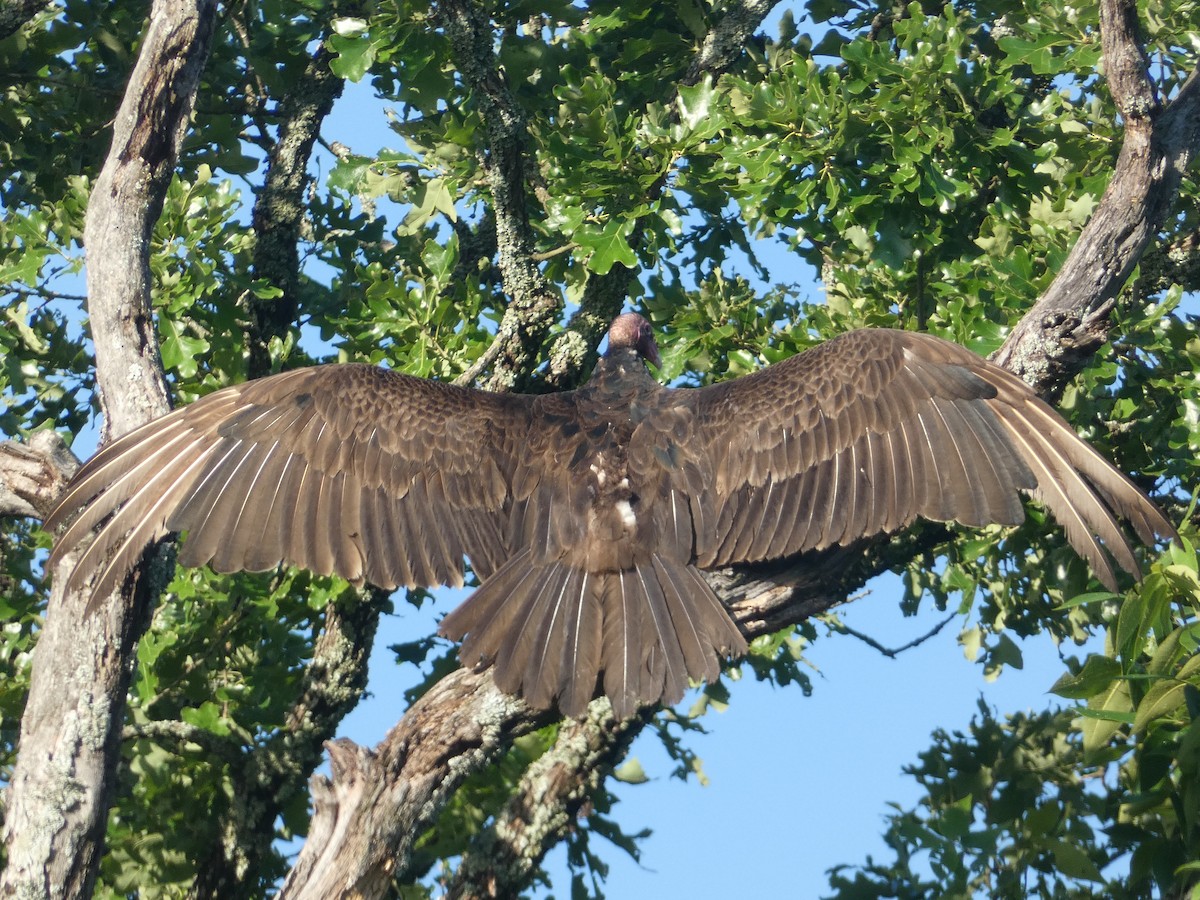 Turkey Vulture - ML618732841