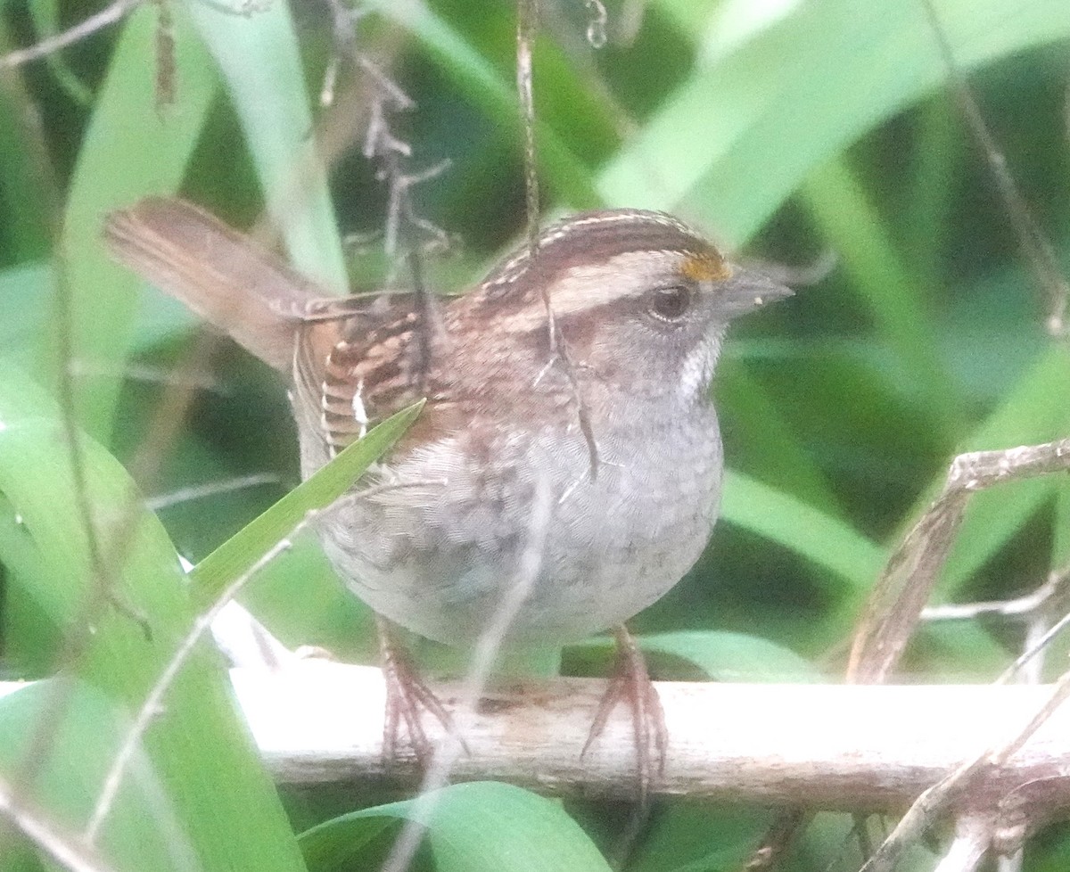 White-throated Sparrow - ML618732846