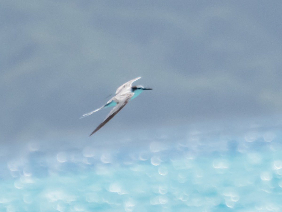 Gray-backed Tern - ML618732872