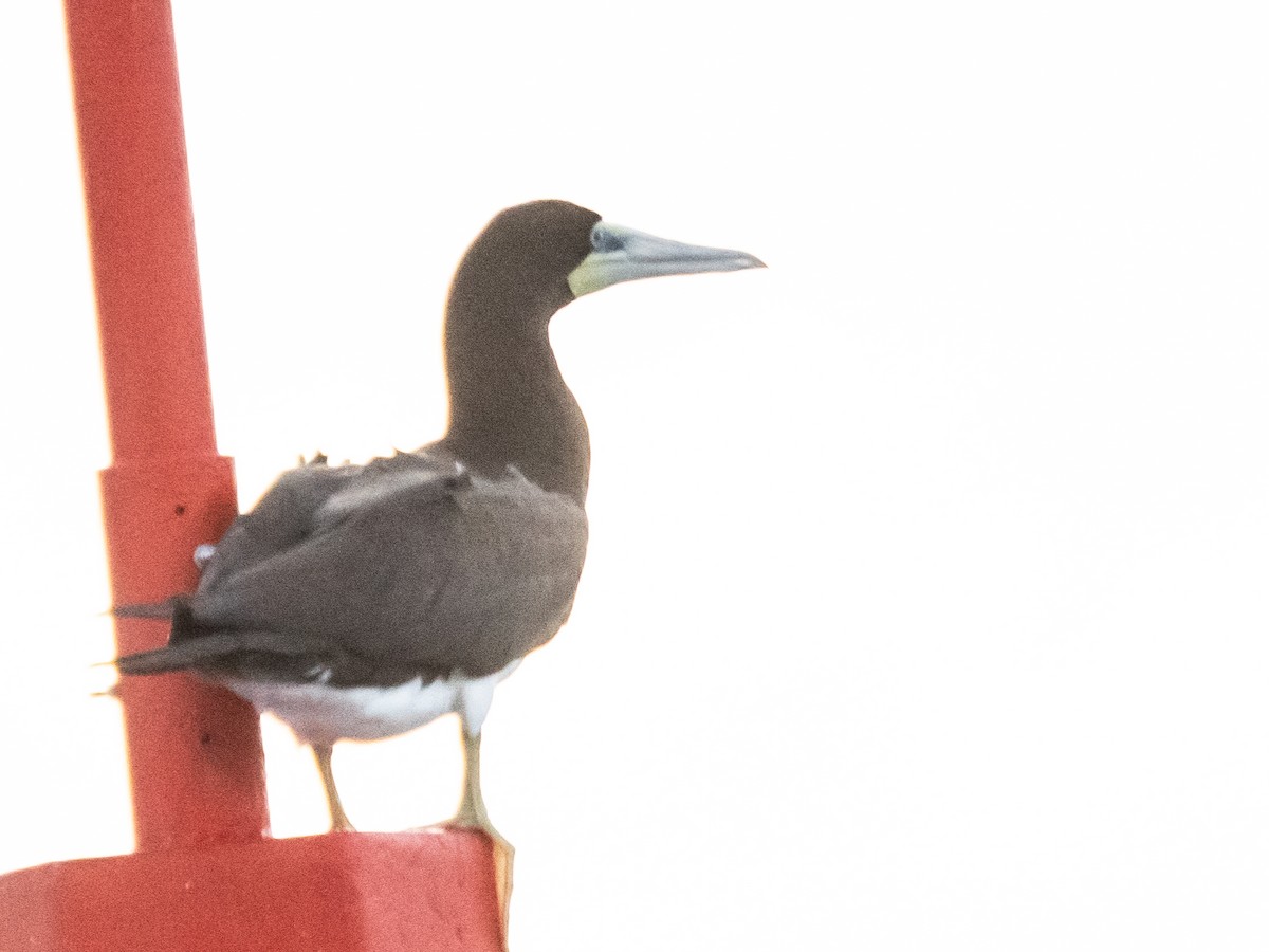 Brown Booby - ML618732897