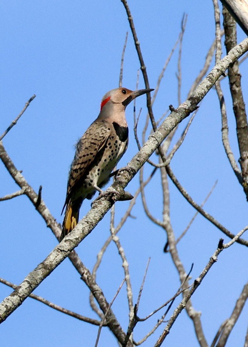 Northern Flicker (Yellow-shafted) - ML618732901