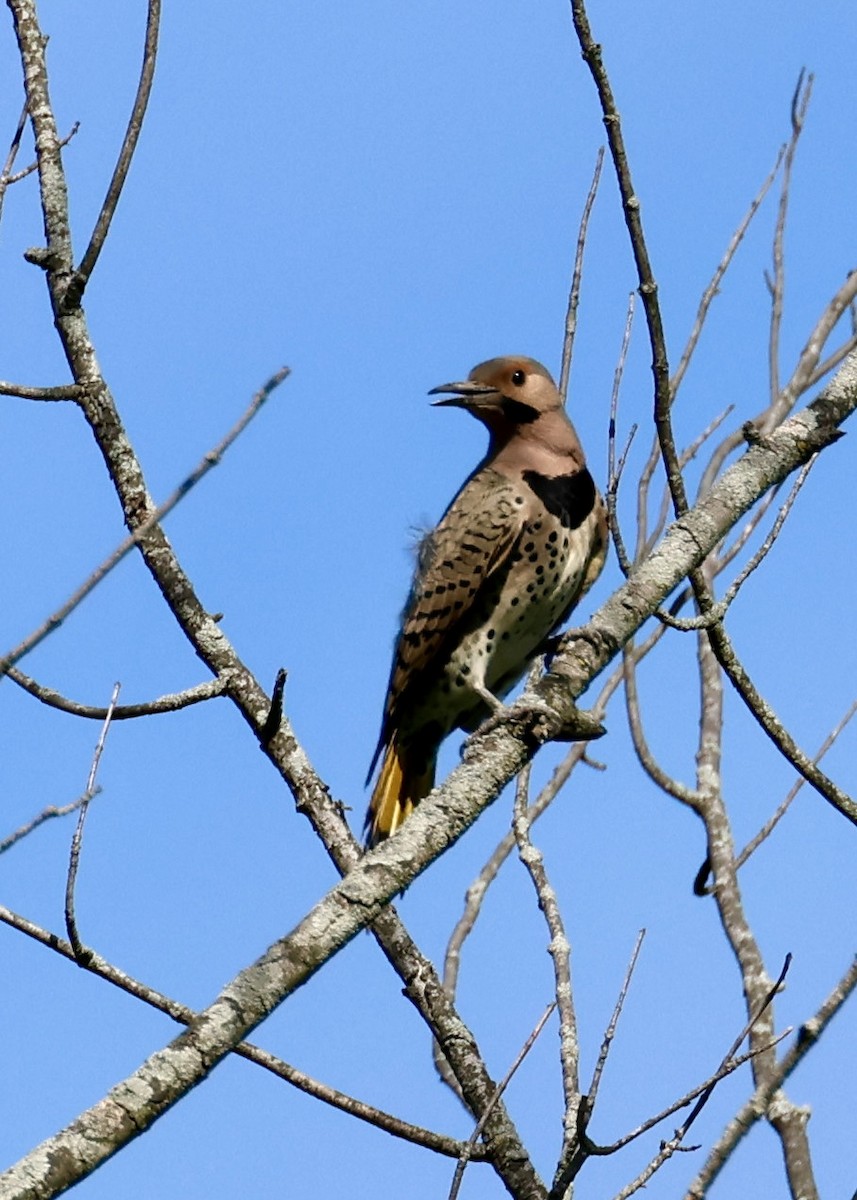 Northern Flicker (Yellow-shafted) - ML618732902