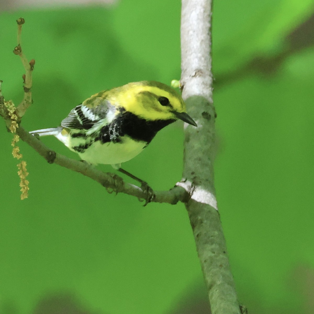 Black-throated Green Warbler - ML618732916