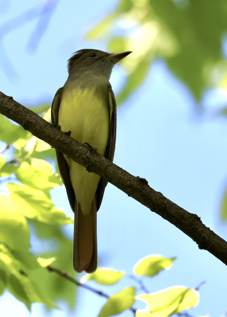 Great Crested Flycatcher - ML618732951