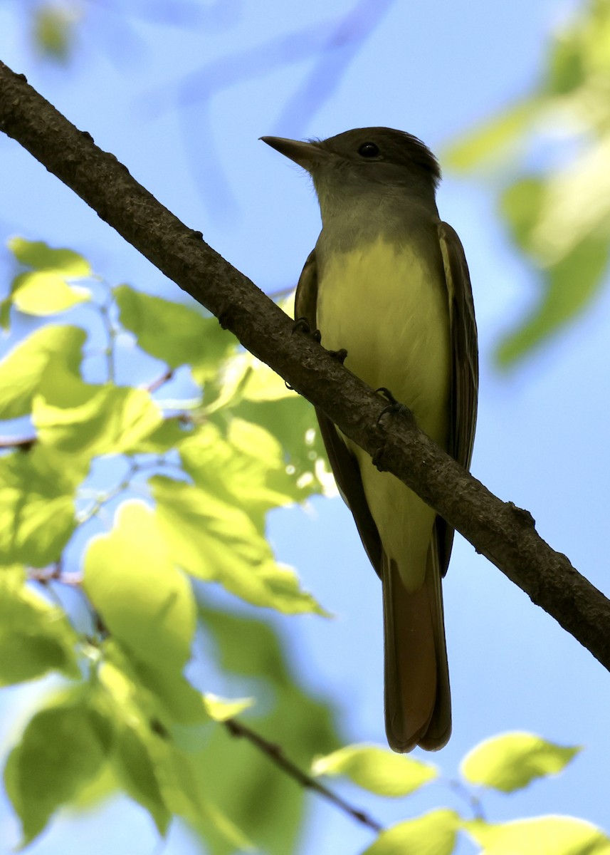 Great Crested Flycatcher - ML618732952