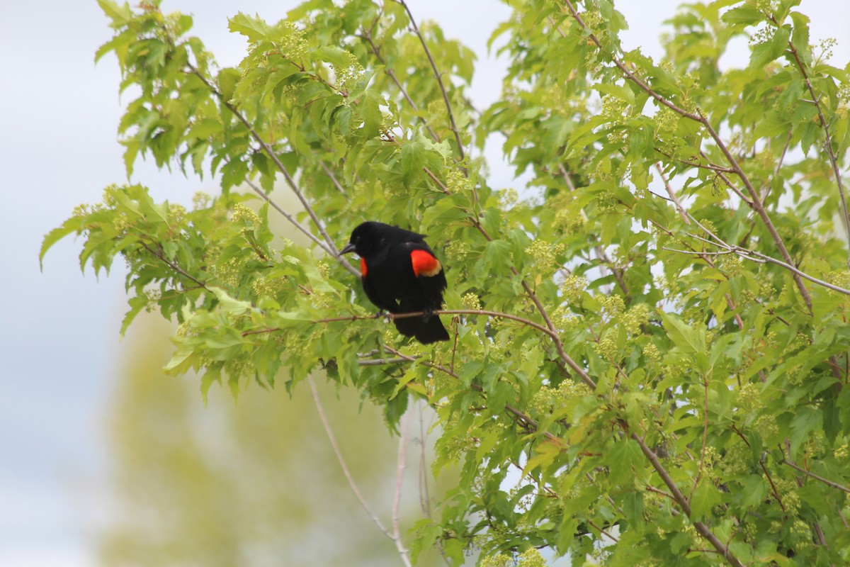 Red-winged Blackbird - ML618732953