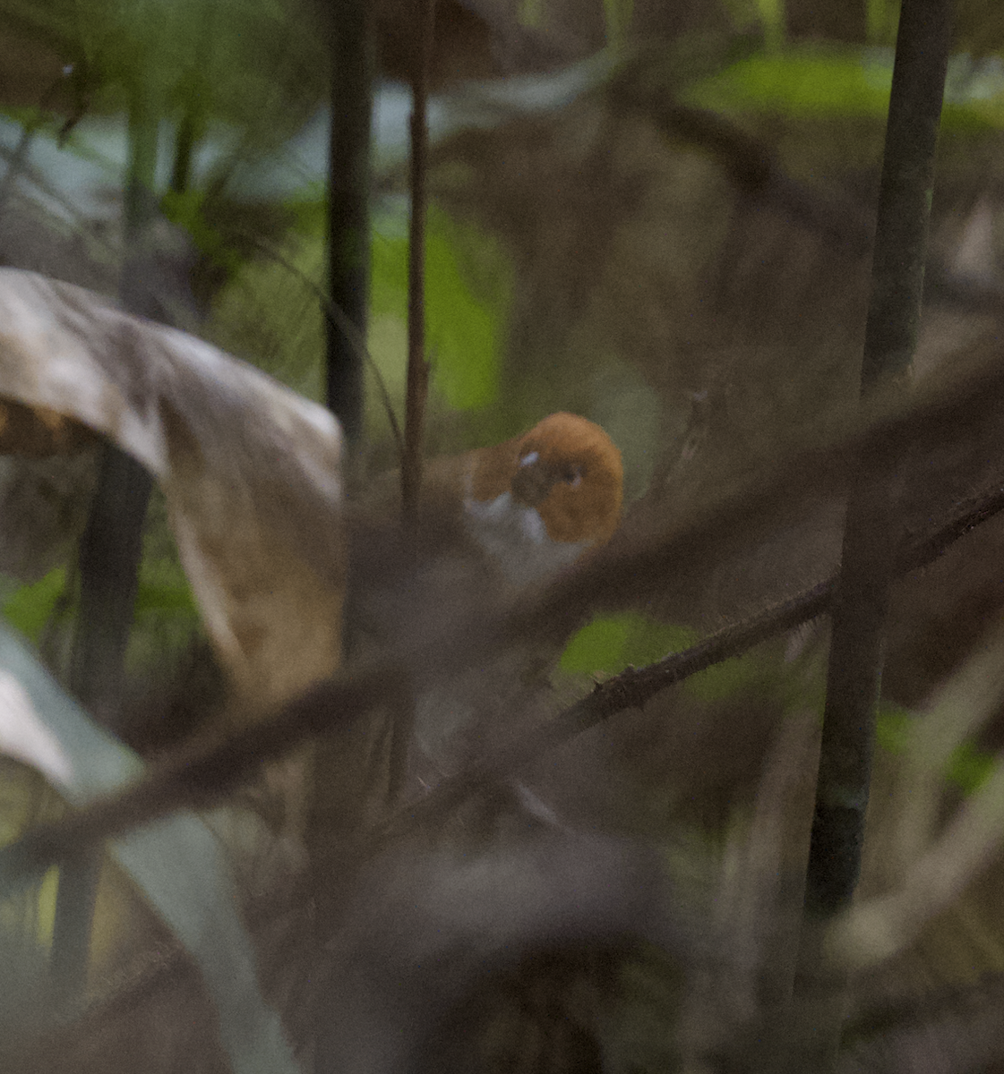 White-breasted Parrotbill - ML618732958