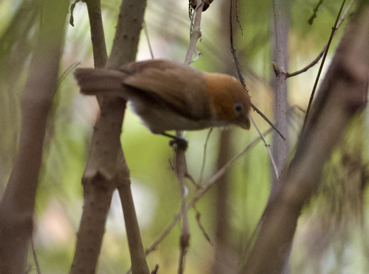White-breasted Parrotbill - ML618732959