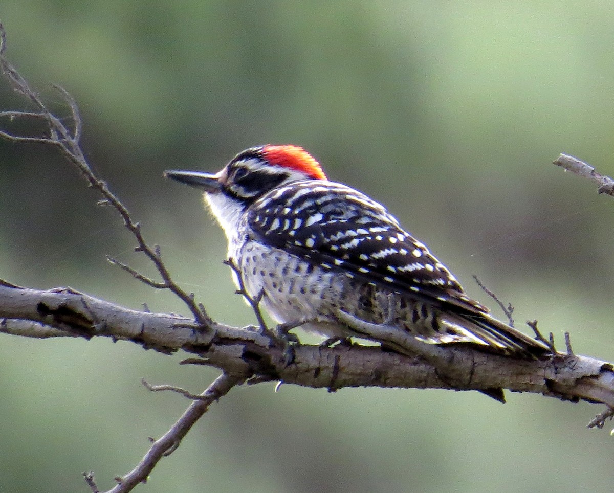 Nuttall's Woodpecker - ML618733010