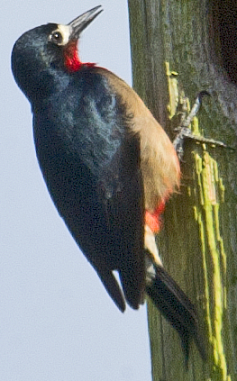 Puerto Rican Woodpecker - ML618733029