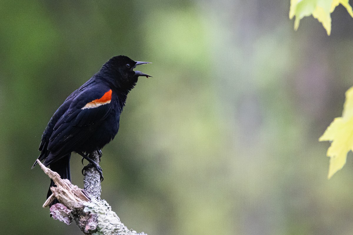 Red-winged Blackbird - ML618733030