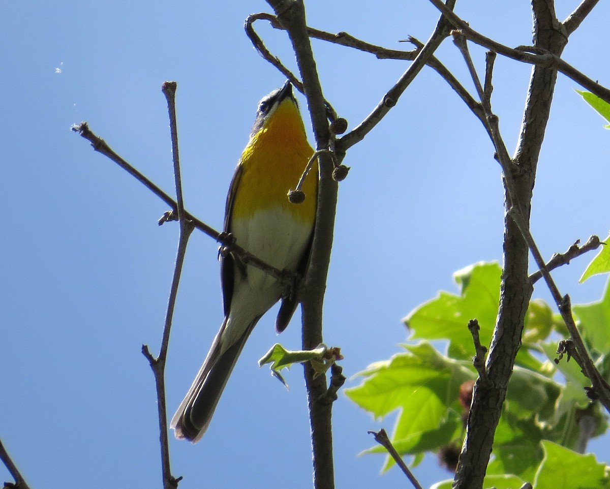 Yellow-breasted Chat - ML618733048