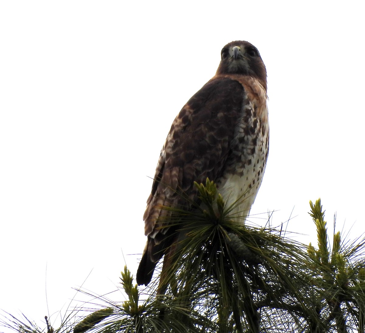 Red-tailed Hawk - ML618733054