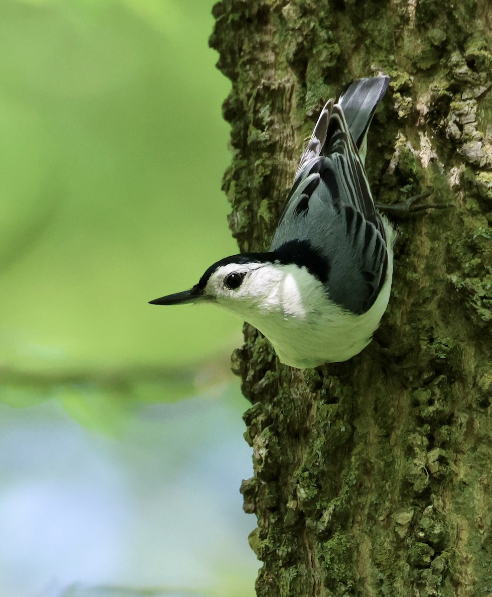 White-breasted Nuthatch - ML618733084
