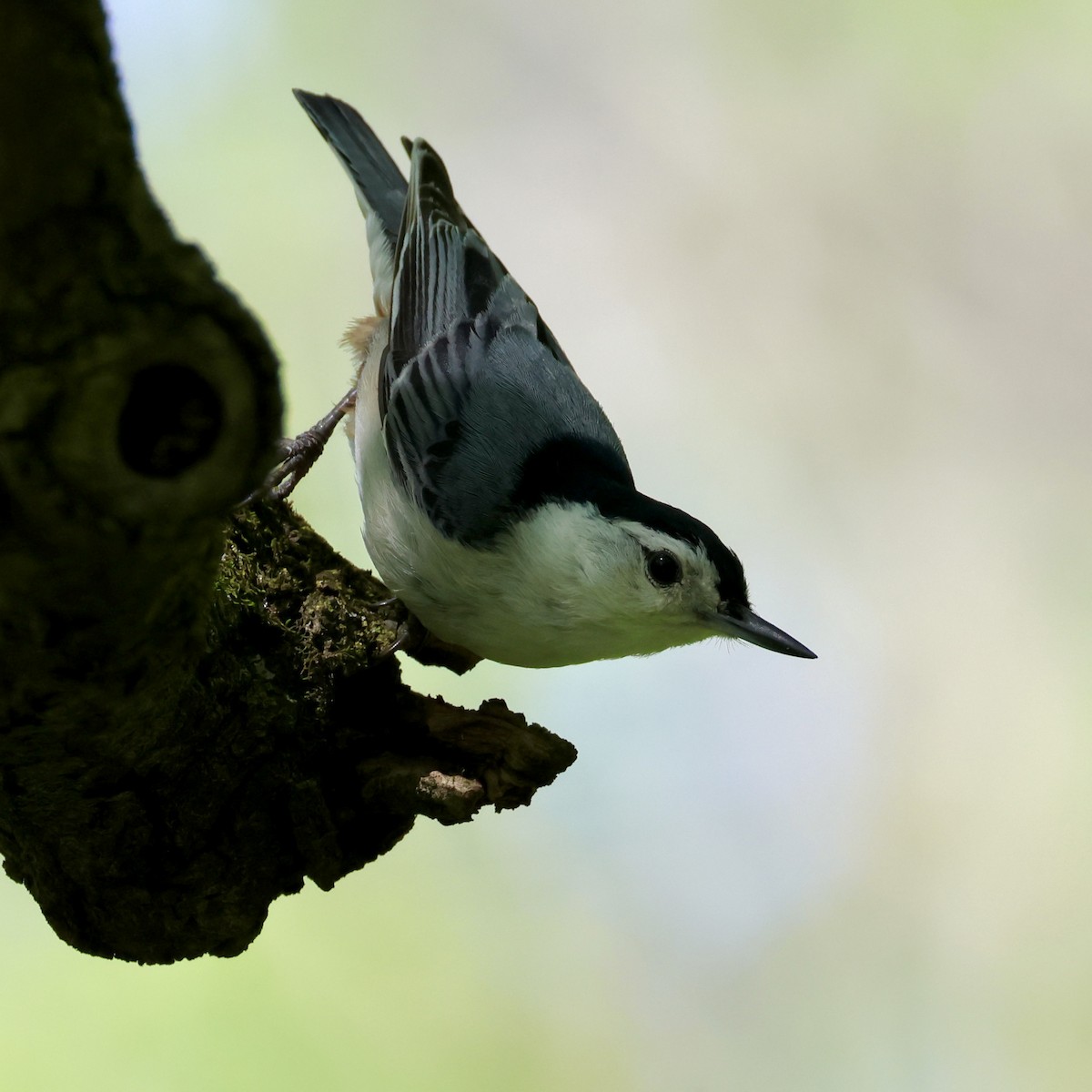 White-breasted Nuthatch - ML618733086
