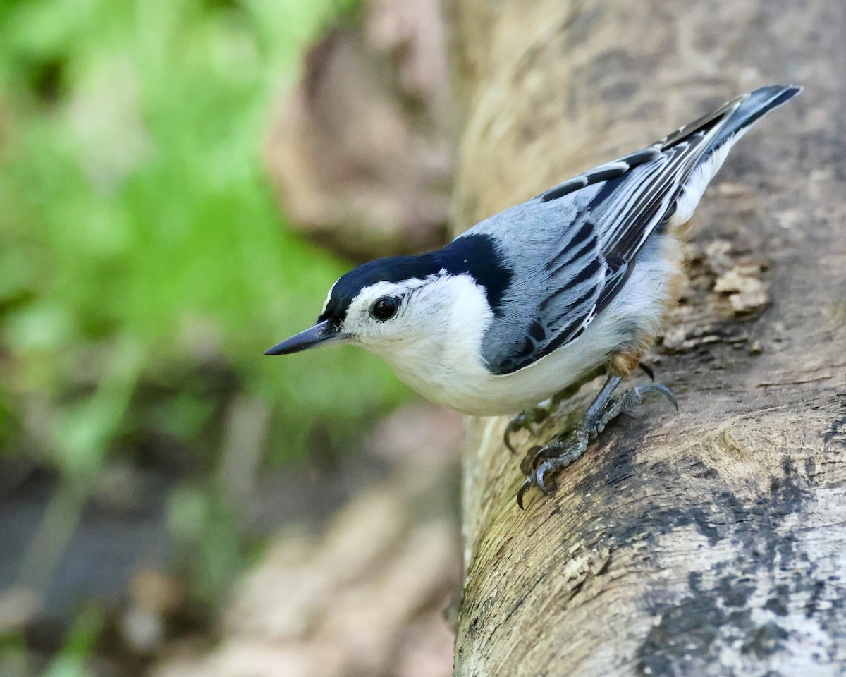 White-breasted Nuthatch - ML618733087