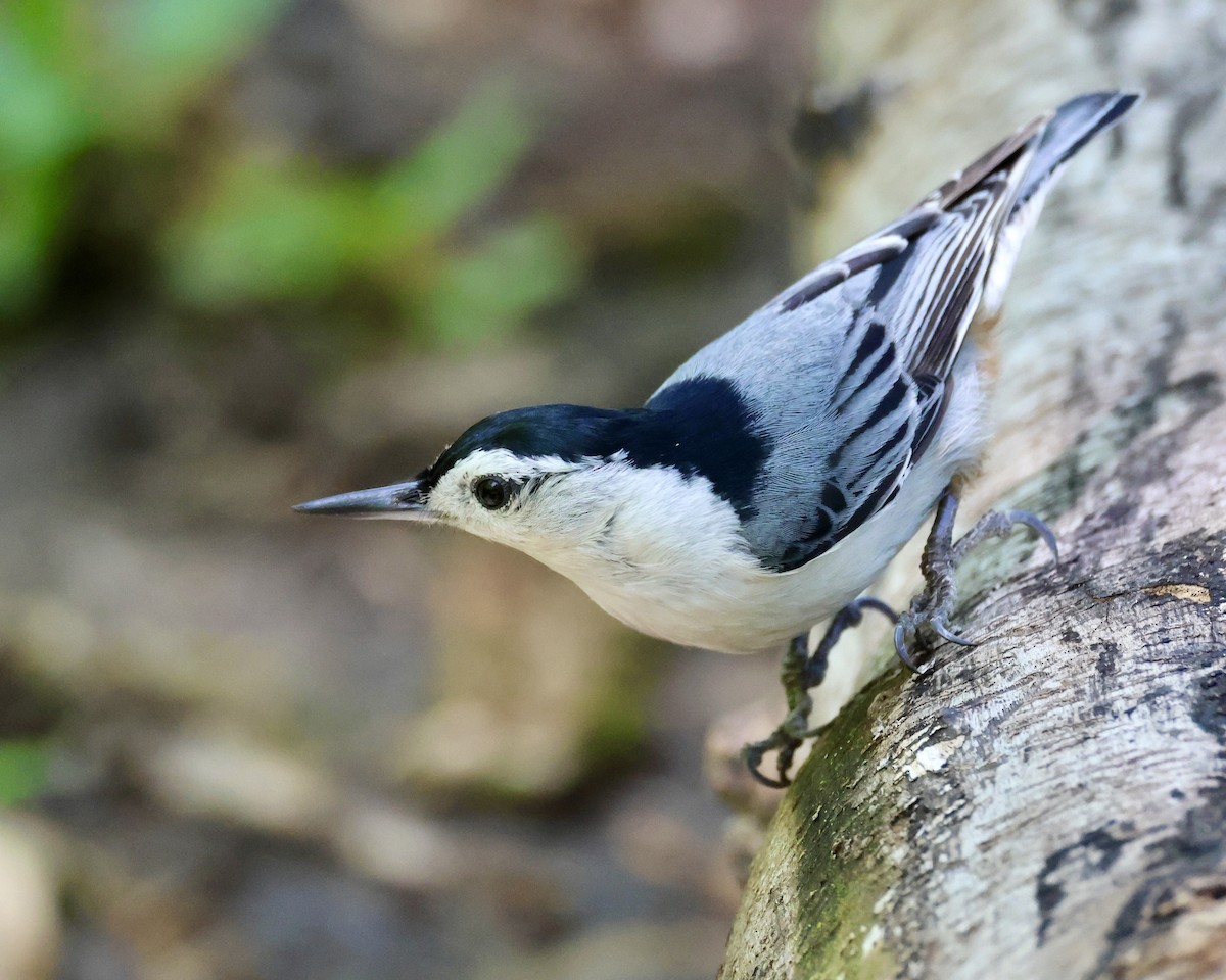 White-breasted Nuthatch - ML618733088