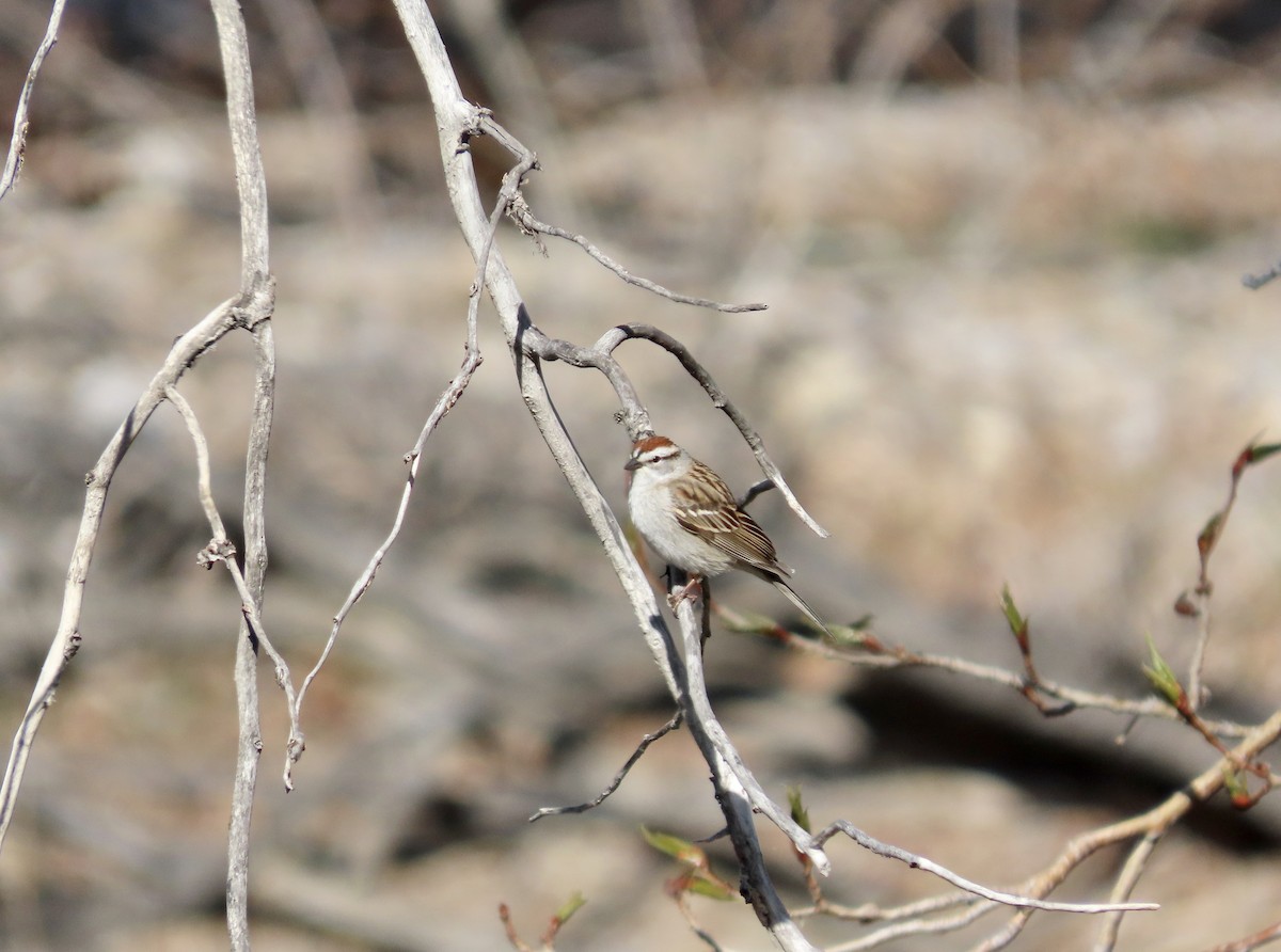 Chipping Sparrow - ML618733101