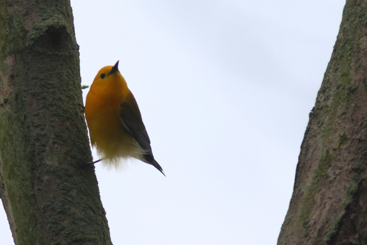 Prothonotary Warbler - ML618733106