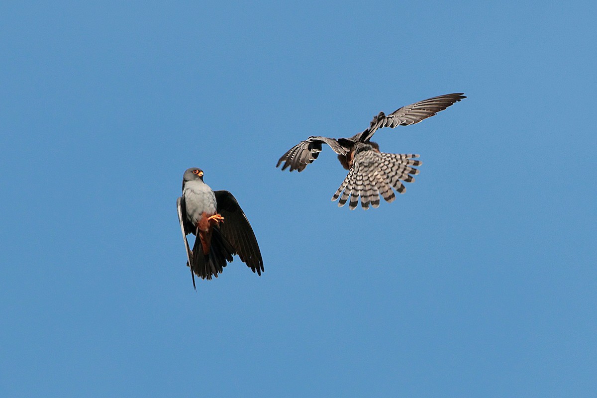 Red-footed Falcon - ML618733109