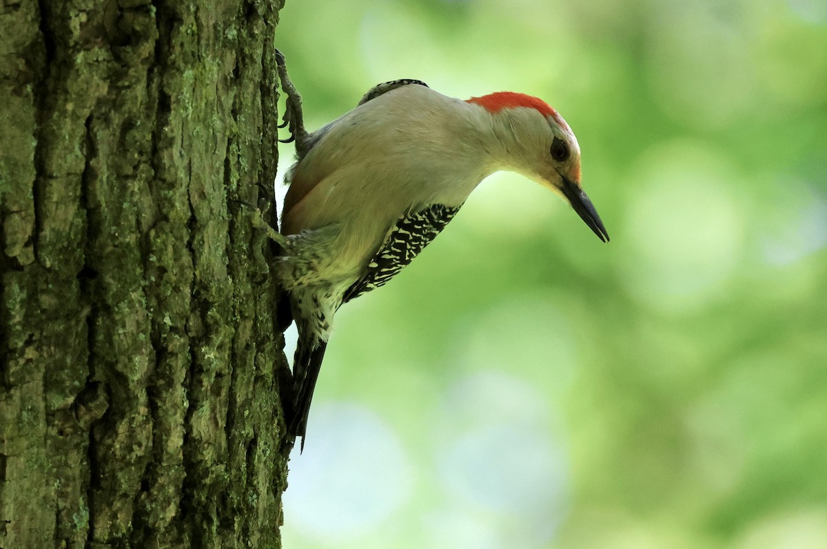 Red-bellied Woodpecker - ML618733110