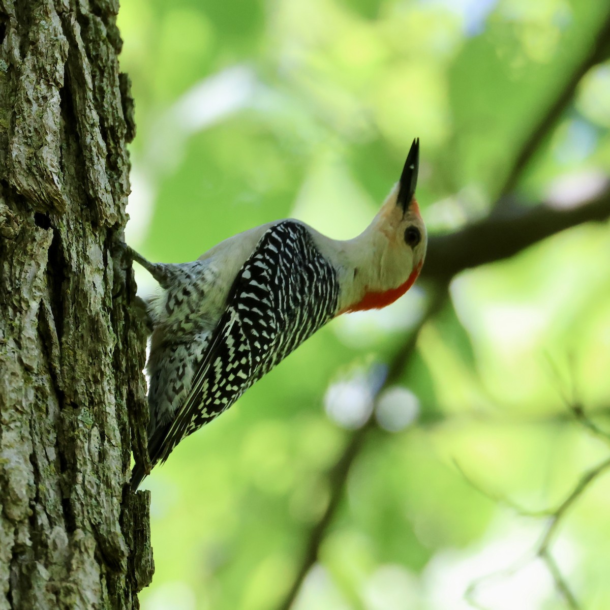 Red-bellied Woodpecker - ML618733111