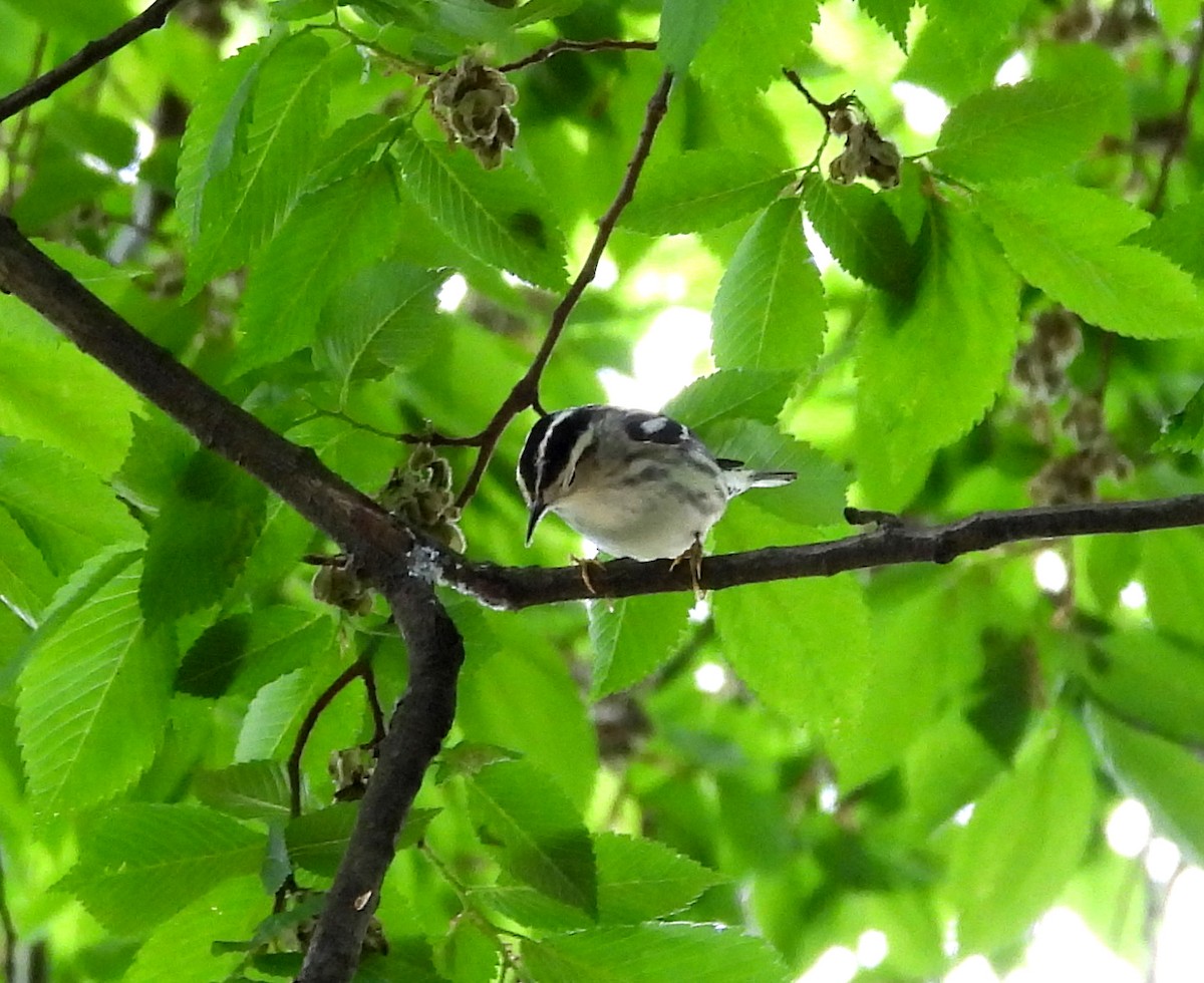Black-and-white Warbler - ML618733112