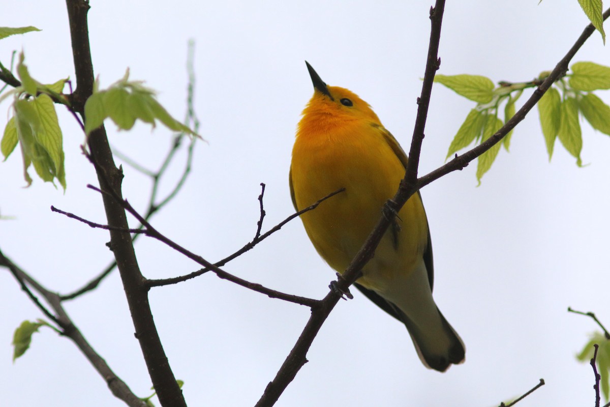 Prothonotary Warbler - ML618733115