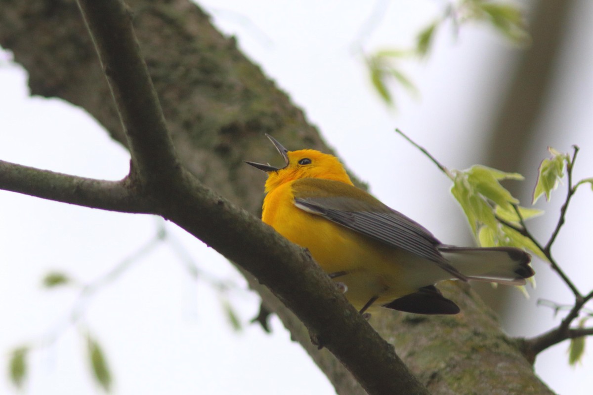 Prothonotary Warbler - ML618733121