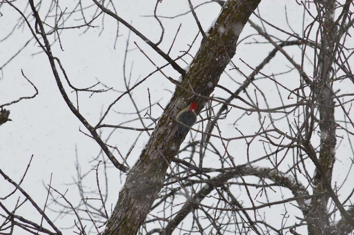 Red-bellied Woodpecker - ML618733129