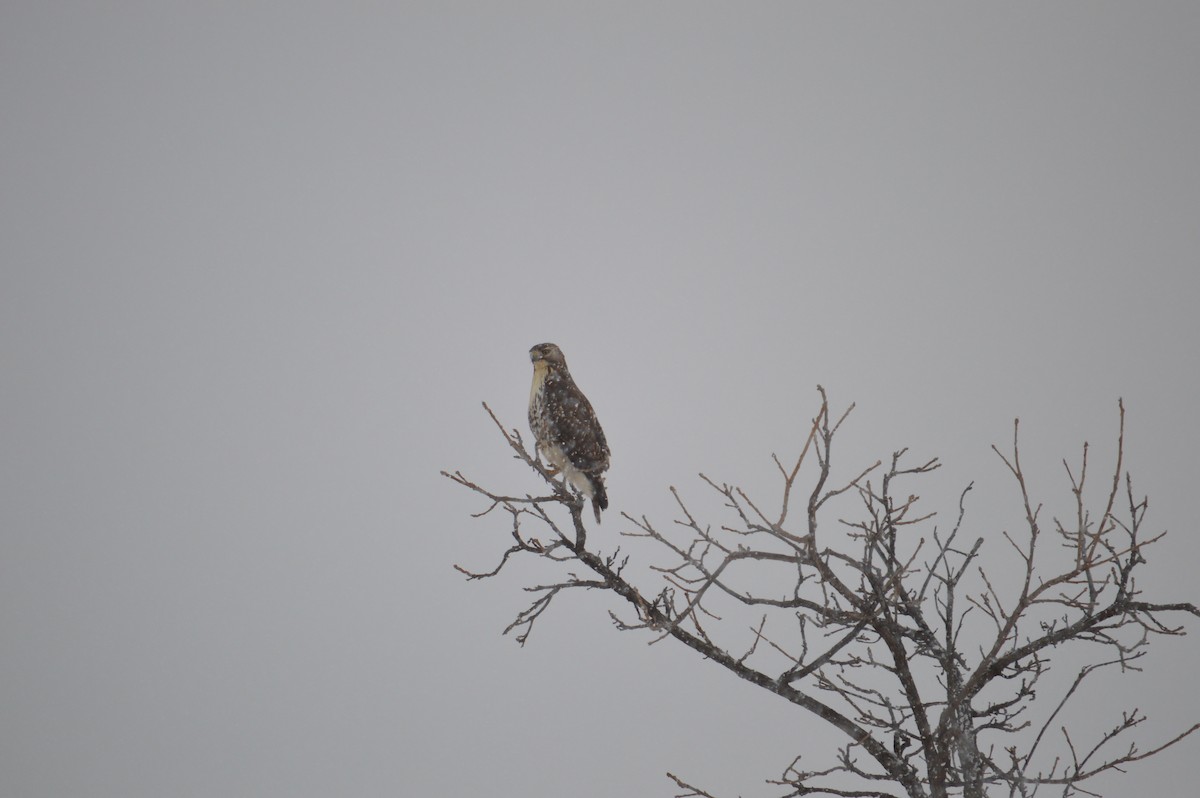 Red-tailed Hawk - ML618733131