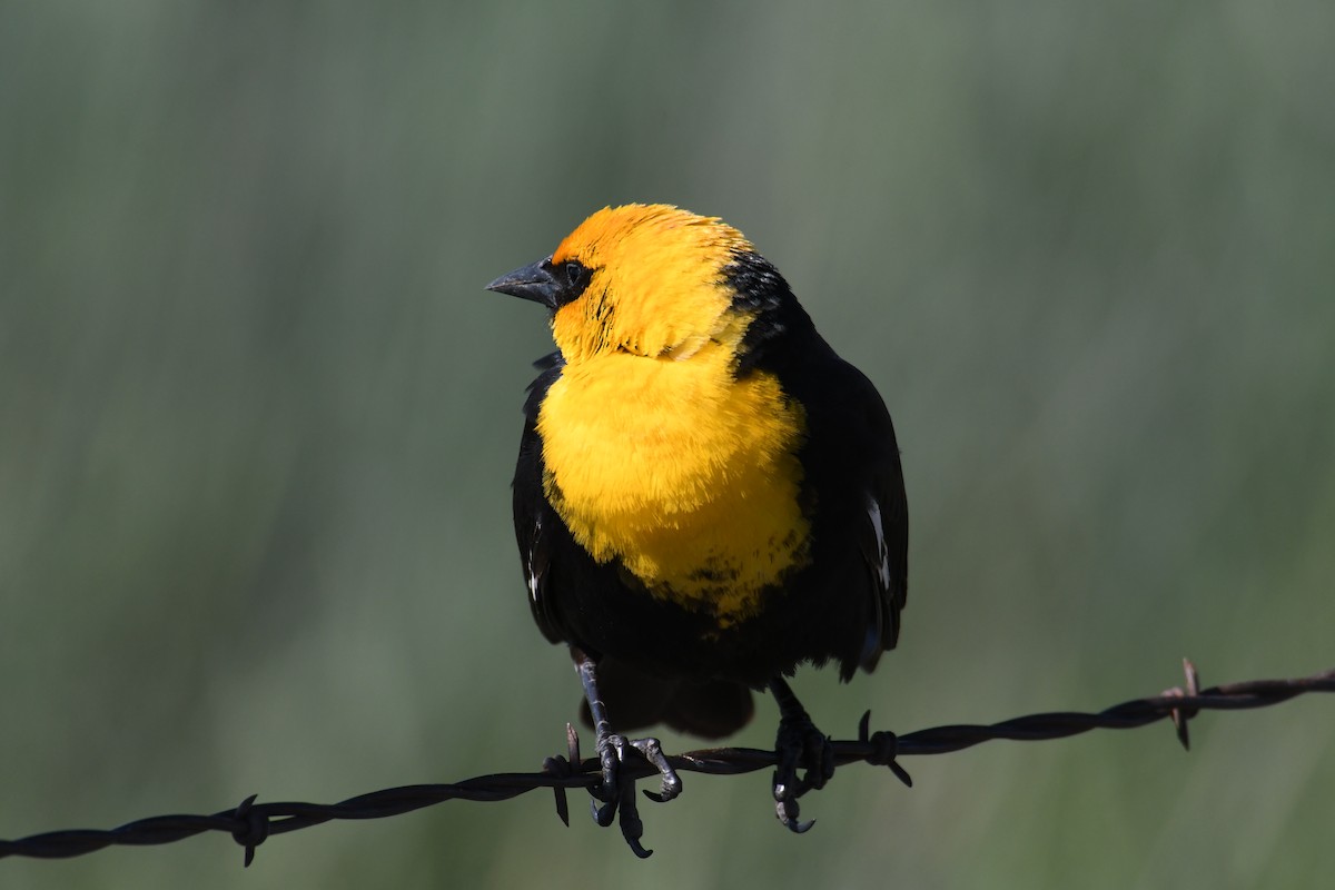 Yellow-headed Blackbird - Colin Dillingham