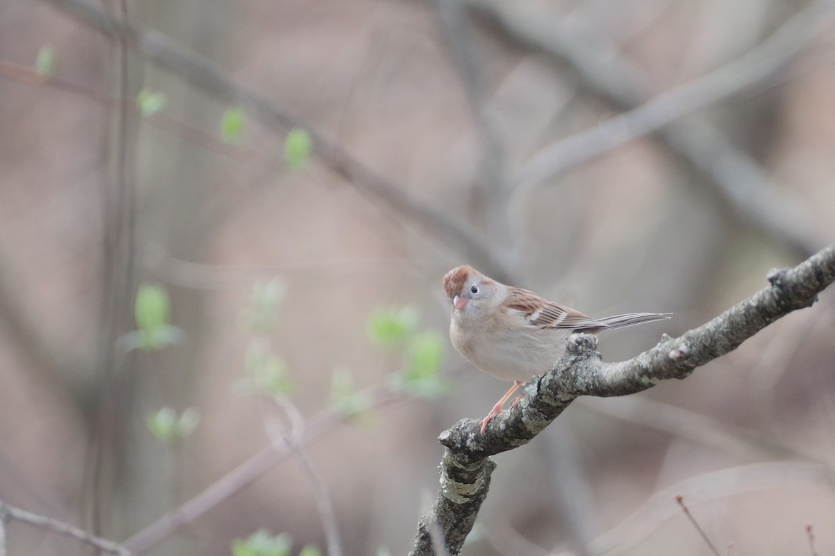 Field Sparrow - ML618733163