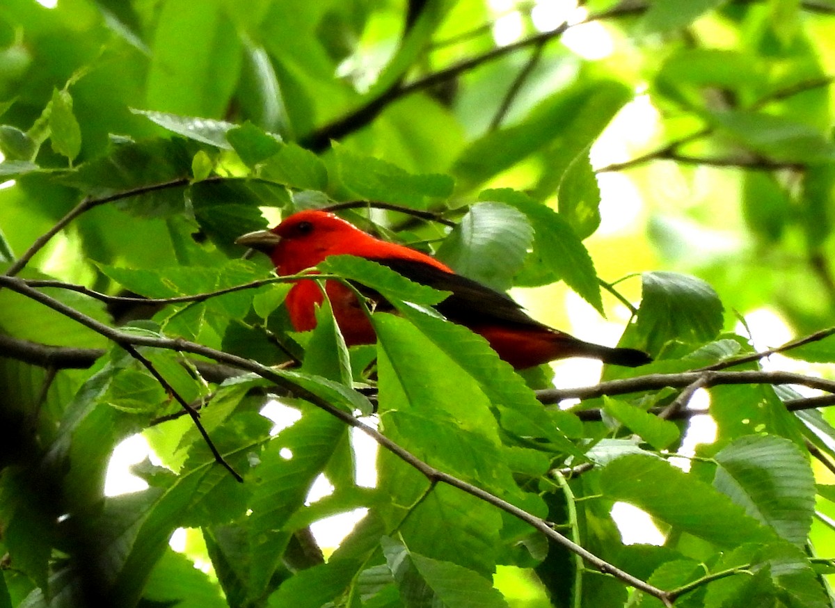 Scarlet Tanager - ML618733183