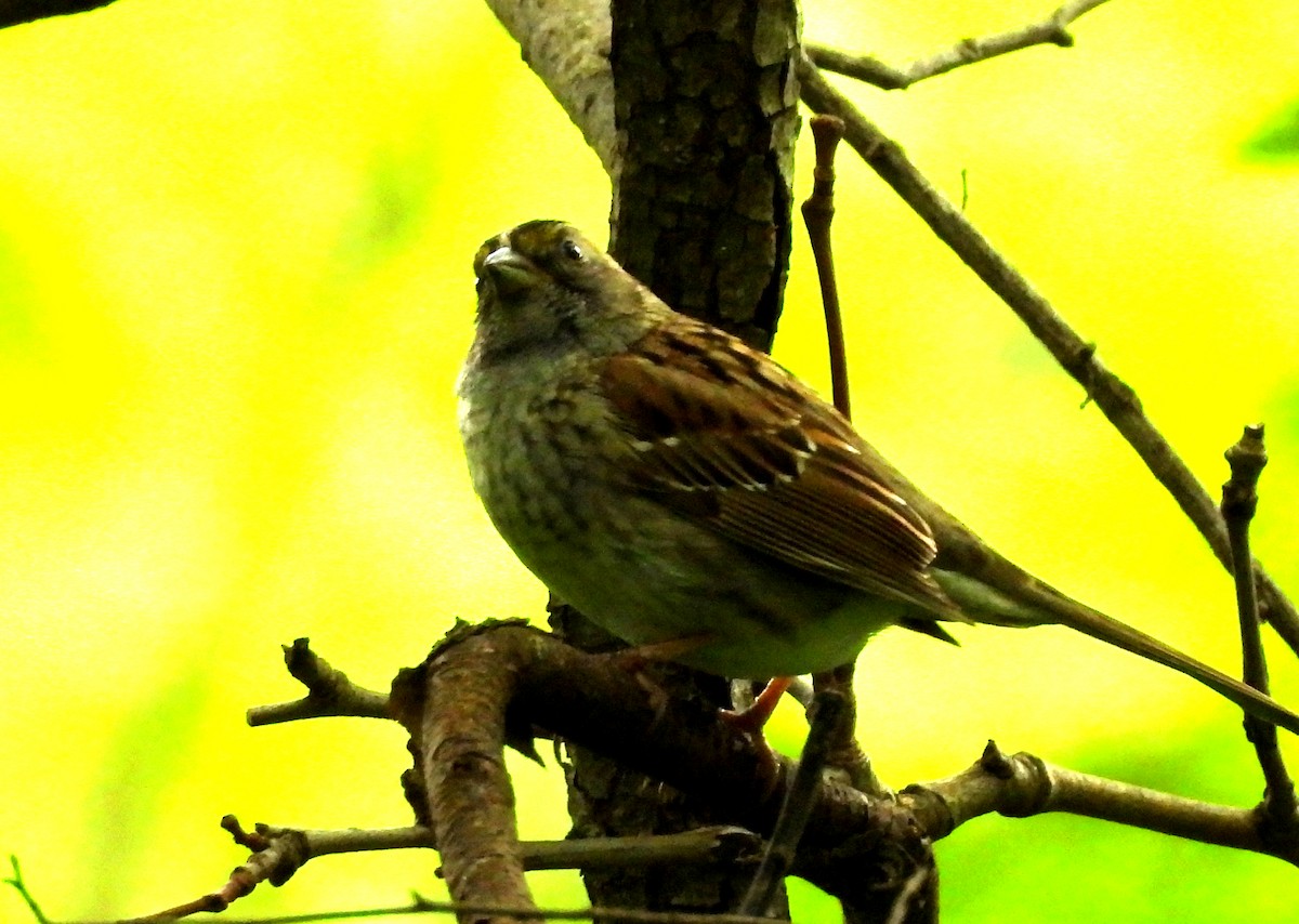 White-throated Sparrow - ML618733210