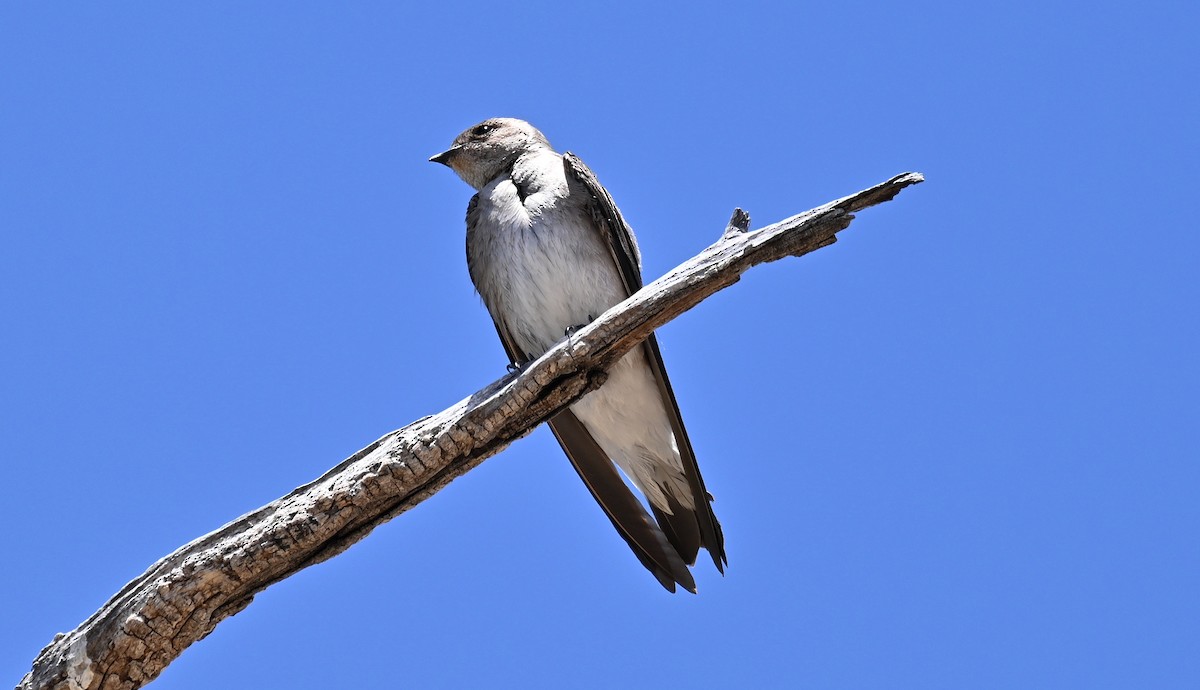 Northern Rough-winged Swallow - ML618733219