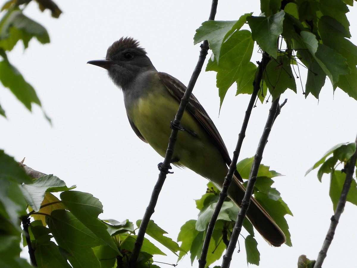 Great Crested Flycatcher - ML618733228
