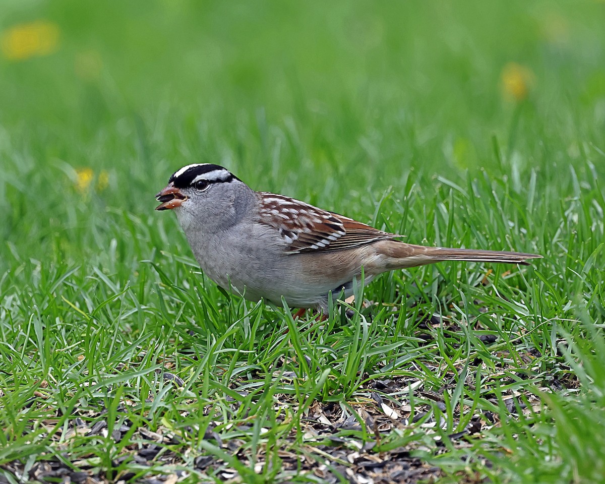 White-crowned Sparrow - ML618733242