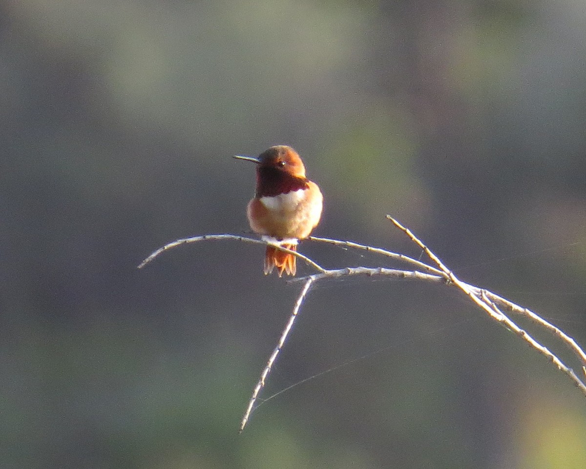 Allen's Hummingbird - Pam Campbell