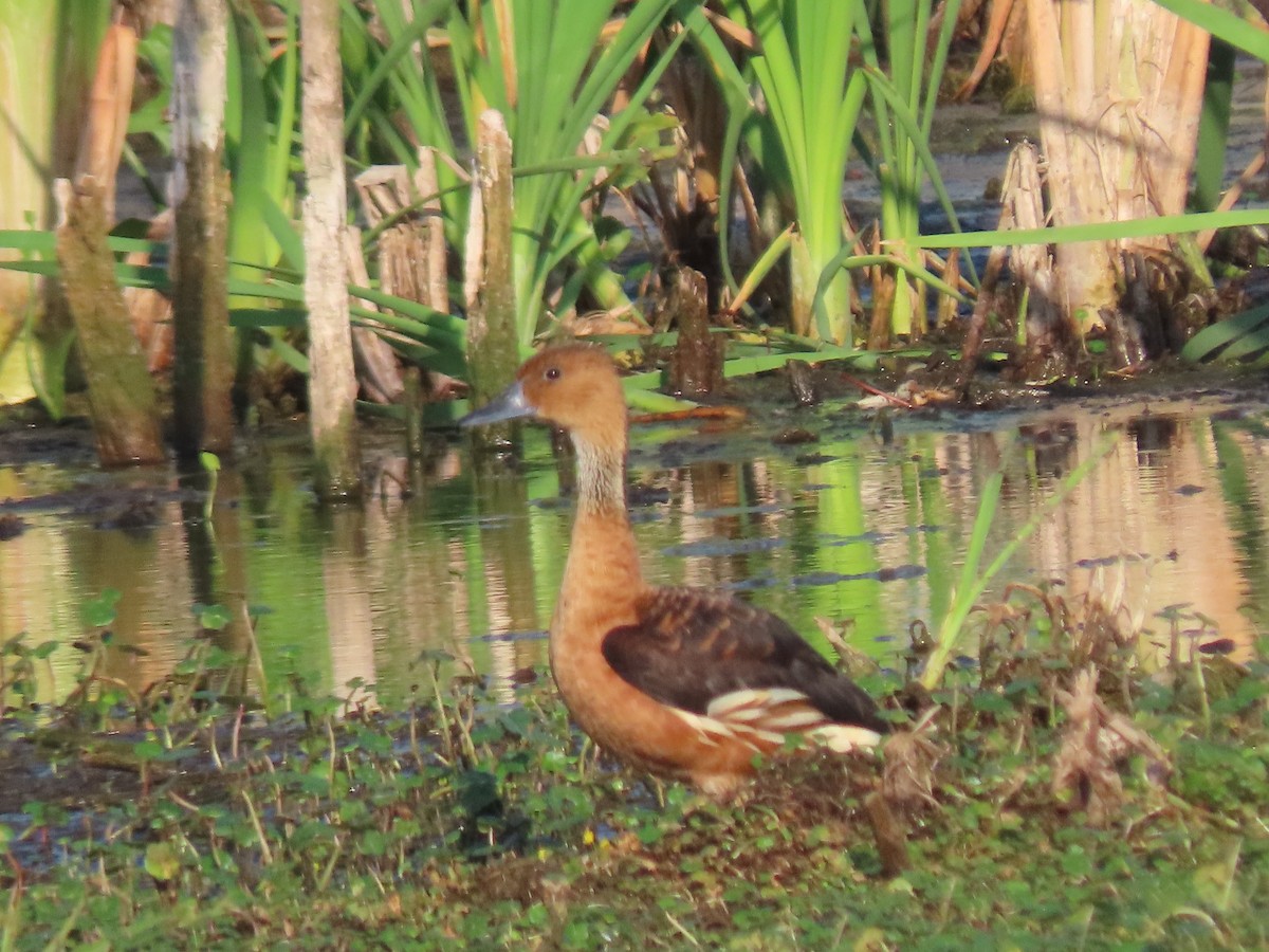 Fulvous Whistling-Duck - ML618733276