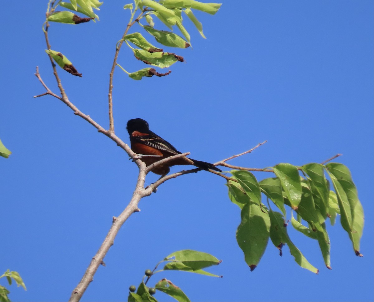 Orchard Oriole - Kathy Rigling