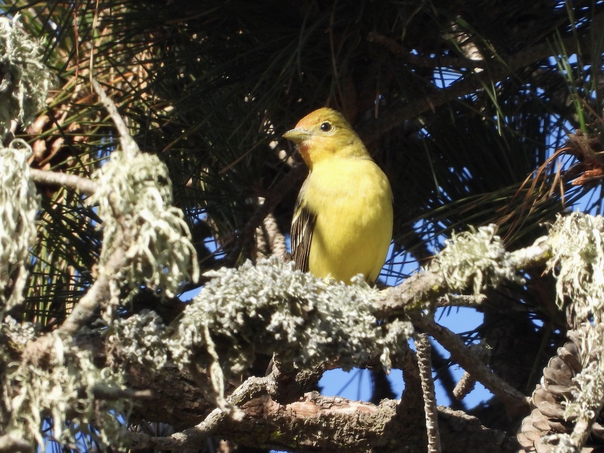 Western Tanager - ML618733305