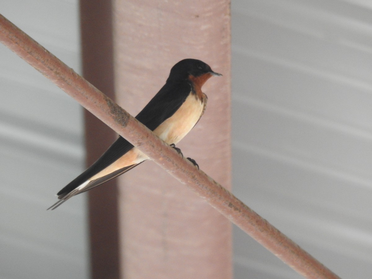Barn Swallow - ML618733309