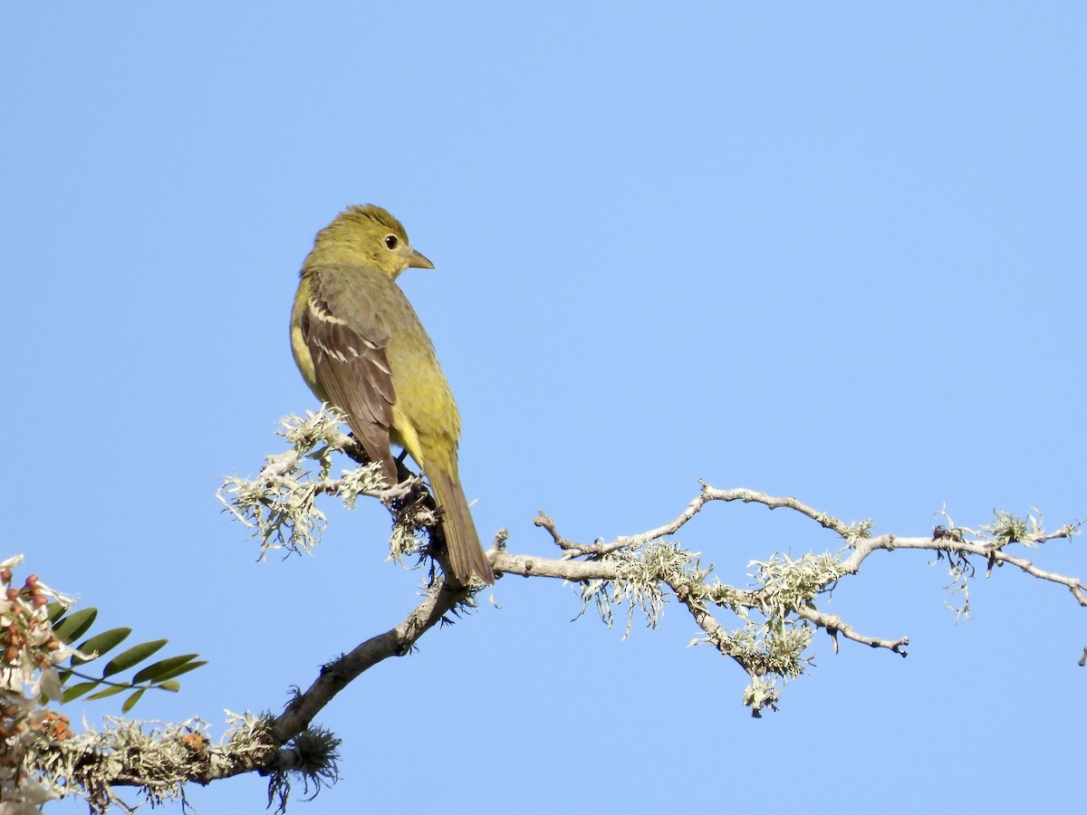 Western Tanager - ML618733313