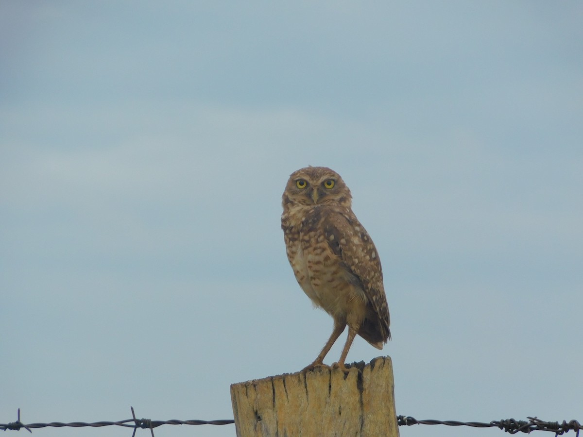 Burrowing Owl - ML618733319