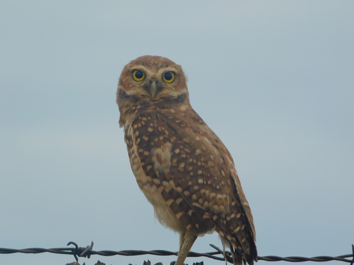 Burrowing Owl - ML618733320