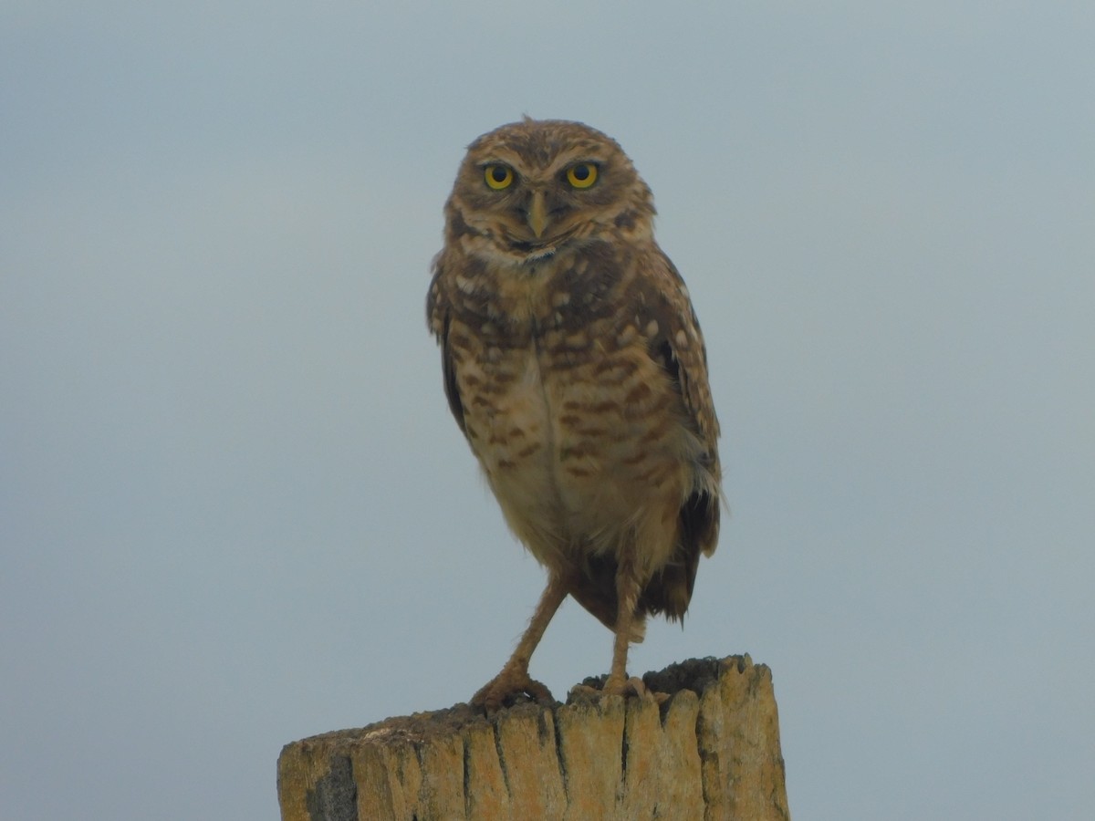 Burrowing Owl - ML618733321